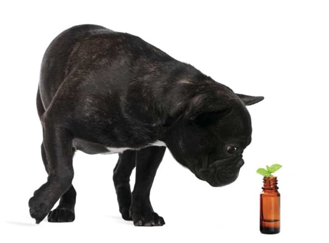 Xịt tinh dầu sả cho thú cưng