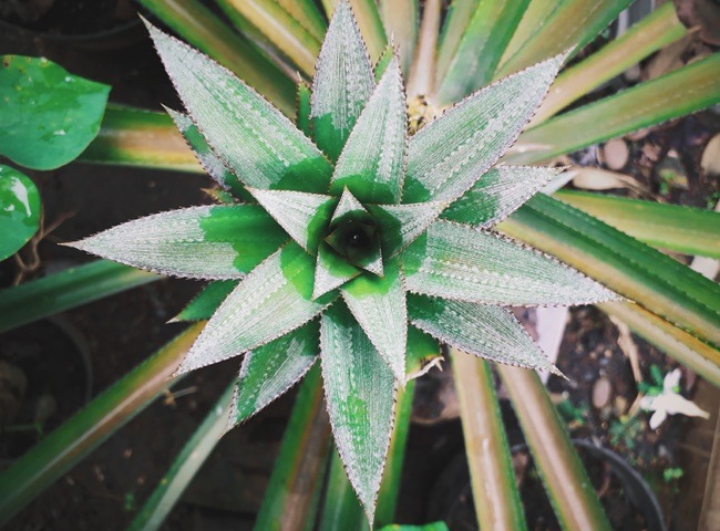 L&agrave;m thơm ph&ograve;ng bằng t&uacute;i thơm l&aacute; thơm